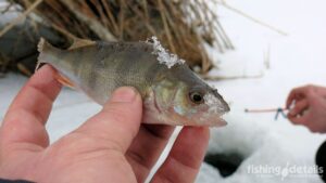 Риболовля окуня в січні