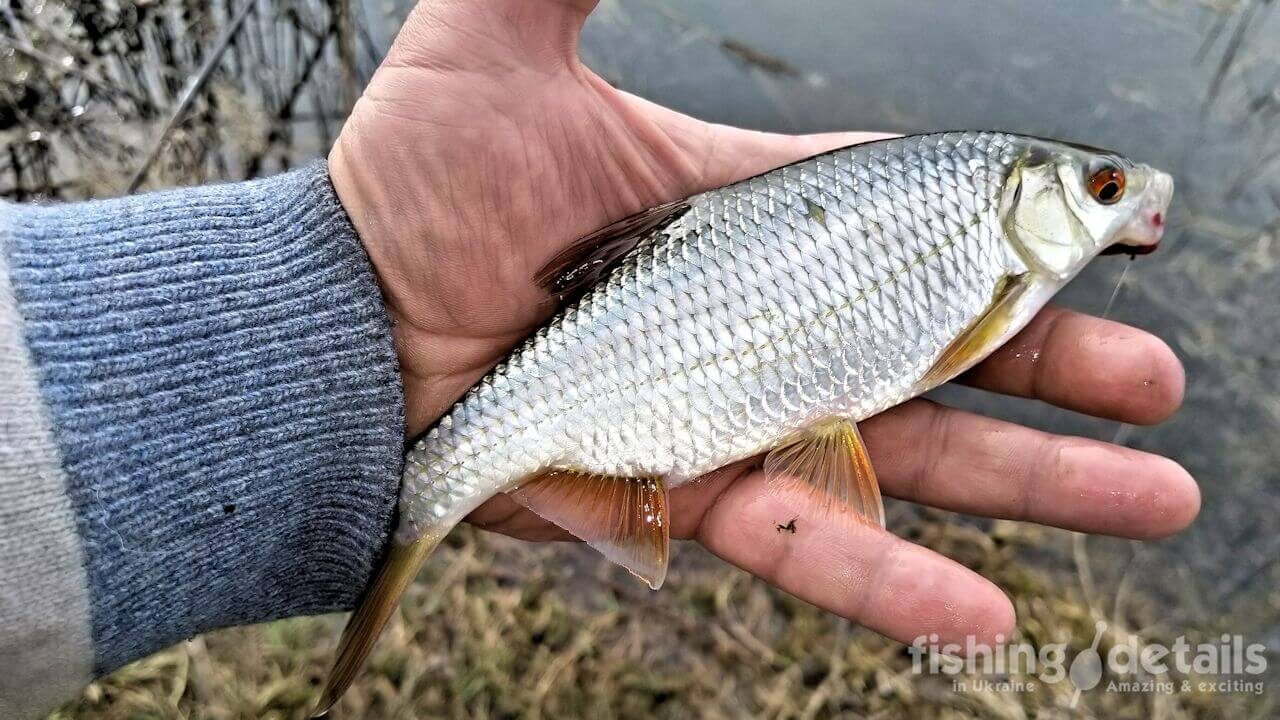 Плітка на Вовчій