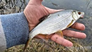 Плітка на Вовчій