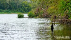 Рибалка на Десні — чагарник