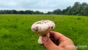 Рибалка на Десні — шампіньон