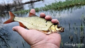 Риби України — краснопірка на гачку