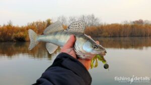 Риболовля на судака