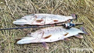 Дві крупні щуки, що зловлені на річці Самара