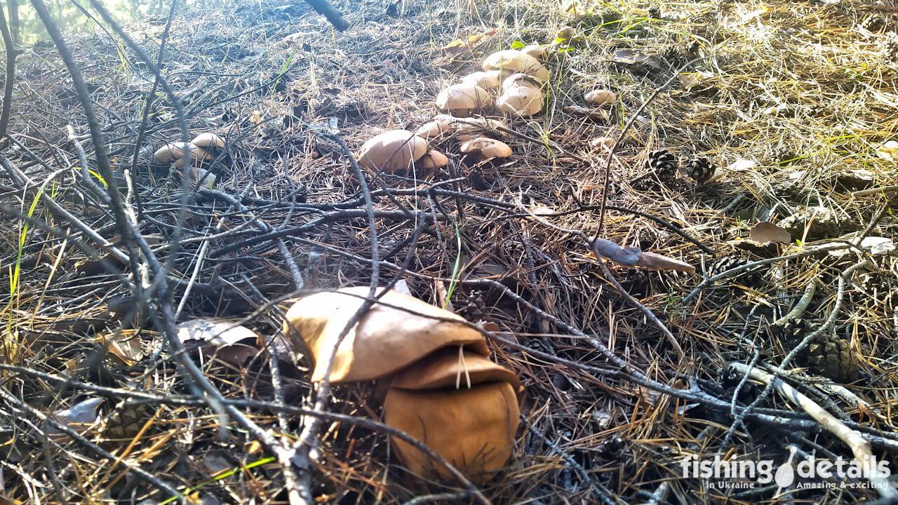 Гриби у лісі