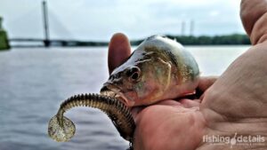 Рибалка окунь