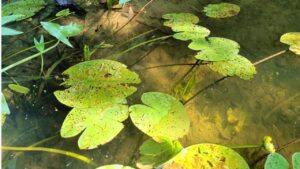 Прозорість води - річка Псел